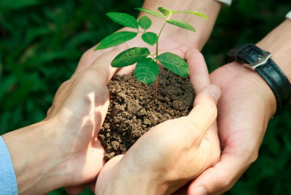Desarrollo Sostenible: Definición, Principios y su Impacto en el Futuro